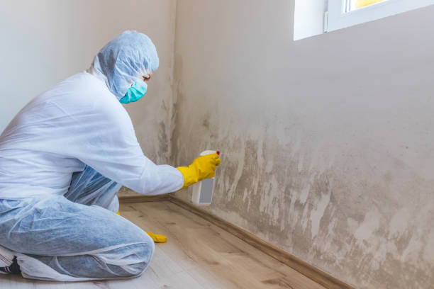 Licensed Mold Inspection service in Interlochen, MI - WQB Mold Removal